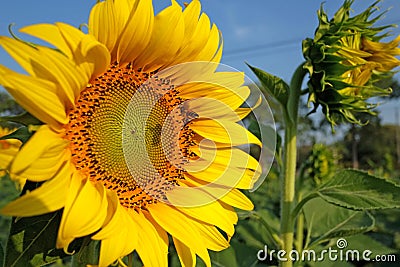 Sun flower and bee Stock Photo